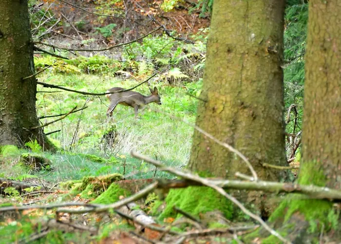 Little In Winterberg-neuastenberg Διαμέρισμα Βίντερμπεργκ